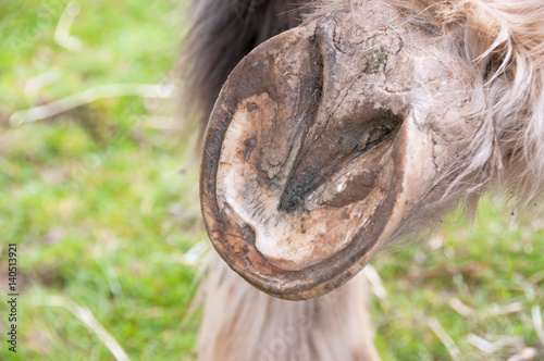 A hoof with an abscess that has been released & cleaned 
