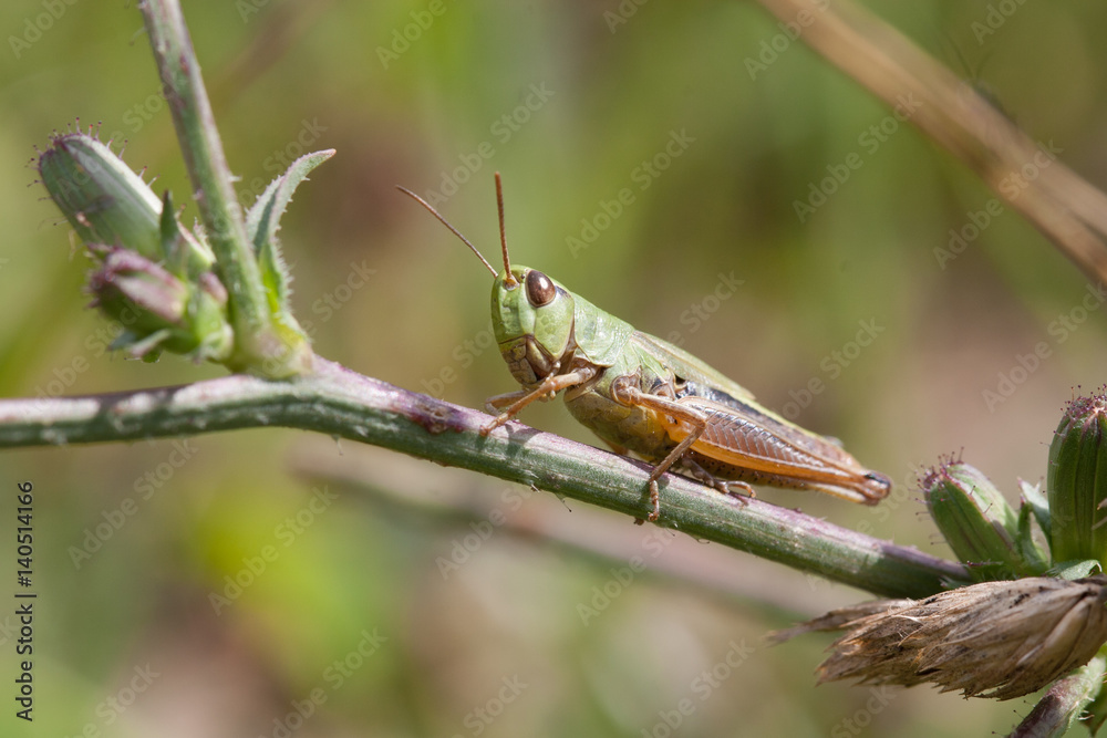 Feldheuschrecke (Chorthippus parallelus) auf Zweig Feldheuschrecke (Chorthippus parallelus) auf Zweig