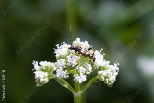 Käfer Gefleckter Schmalbock / Longhorn beetle (Rutpela maculata) auf weißer Blüte