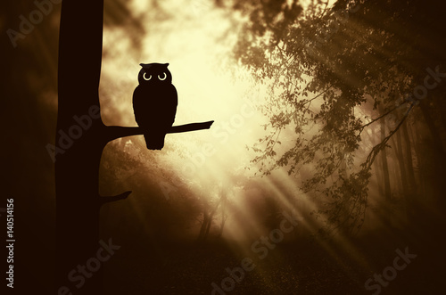 owl on tree branch in fanta...