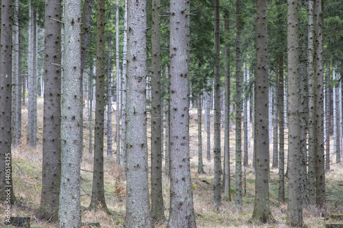 Wald in der Steiermark    szerreich