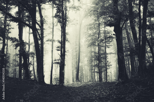 dark woods background with trees in fog