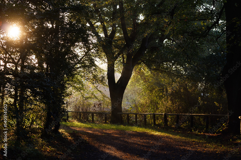 Waldweg mit Baum im Gegenlicht