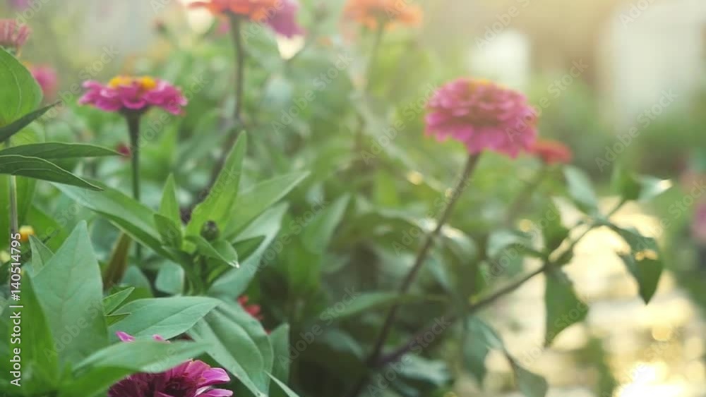 Beautiful colorful flowers in the summer garden in slowmotion with sunshine and lense flare effects. 1920x1080 Beautiful colorful flowers in the summer garden in slowmotion with sunshine and lense flare effects. 1920x1080