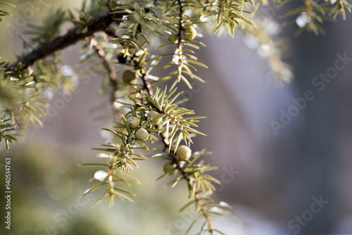 Frost or snow on the branches of a juniper shrub in a close up view conceptual of winter with blurred background and copy space