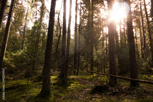 Wald © Matthias