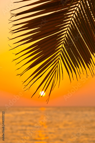 Palm leaf and sunset
