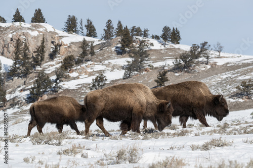 American bison