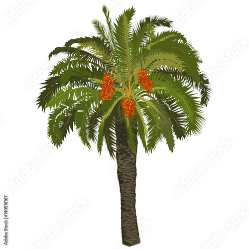 Date palm tree with fruits