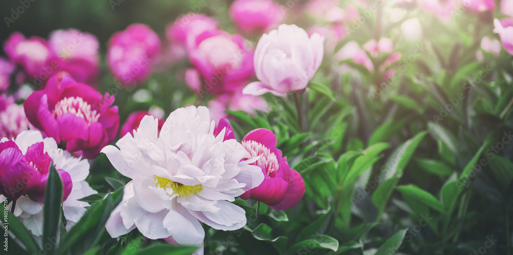 Flowers background. Beautiful pink and red peonies in field. Toning.