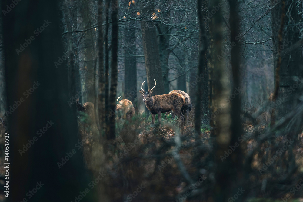 Naklejka premium Group of red deer in forest. National Park Hoge Veluwe.
