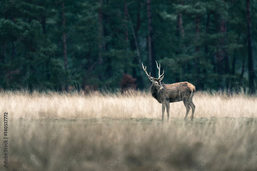 Naklejka premium Red deer with antlers in tall grass. National Park Hoge Veluwe.