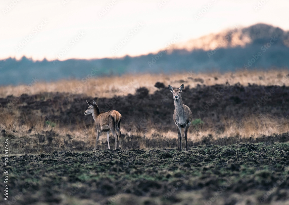 Naklejka premium Two red deer doe in moorland at sunset. National Park Hoge Veluwe.