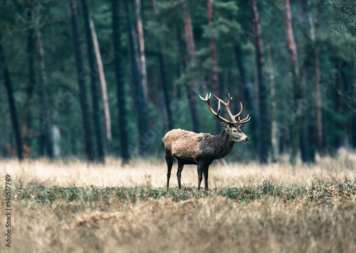 One red deer stag standing in field. National Park Hoge Veluwe.