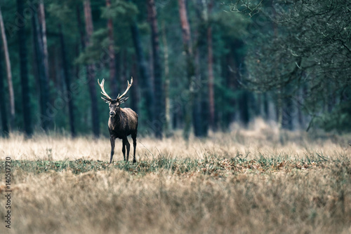 Red deer stag standing in field near forest. National Park Hoge Veluwe.