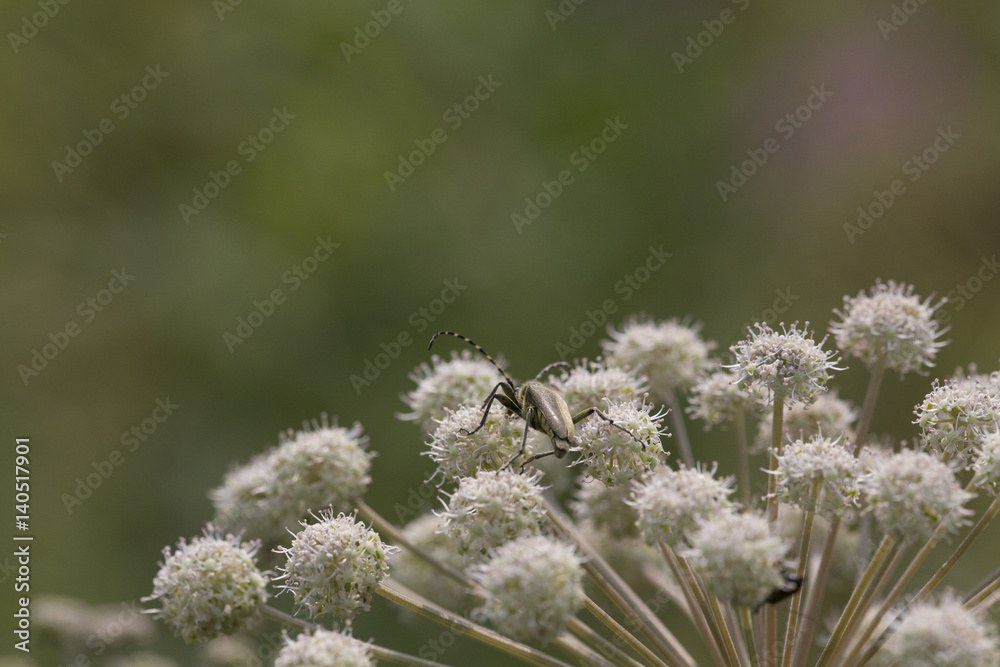 flowers and insects
