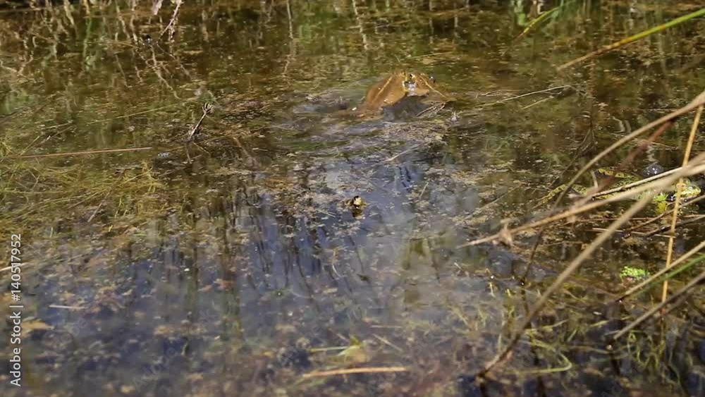 Ranas en Ceremonia de Apareamiento en una Charca Ranas en Ceremonia de Apareamiento en una Charca