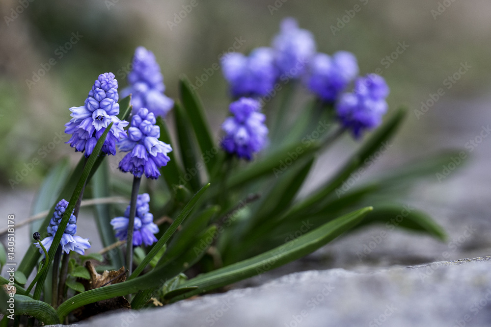 Obraz premium Zierliche blaue Blume am Wegesrand im Frühling