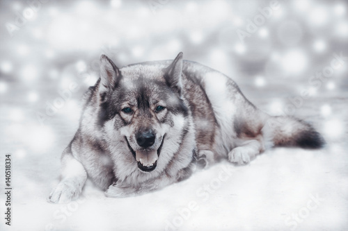 Wolf / Portrait of wolf on snow background. Digital retouch. © wimage72