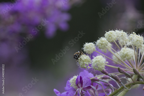 flower and insects photo