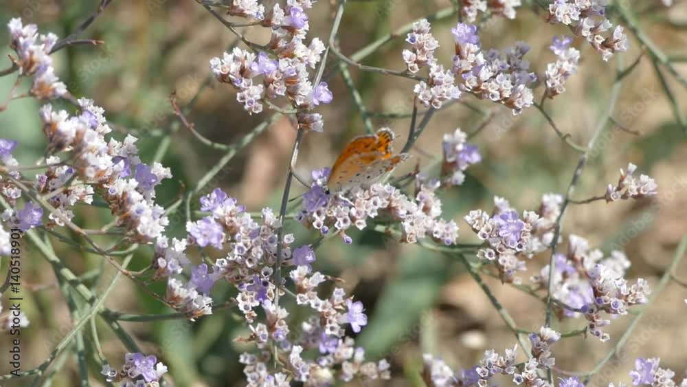 Butterflies on the thorns blooming with beautiful purple flowers. Butterflies on the thorns blooming with beautiful purple flowers.