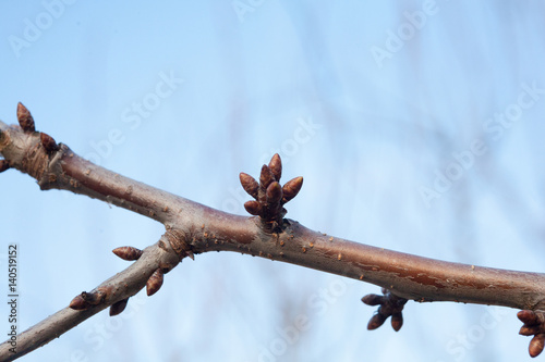 tree buds come alive and swollen tree © mironovm