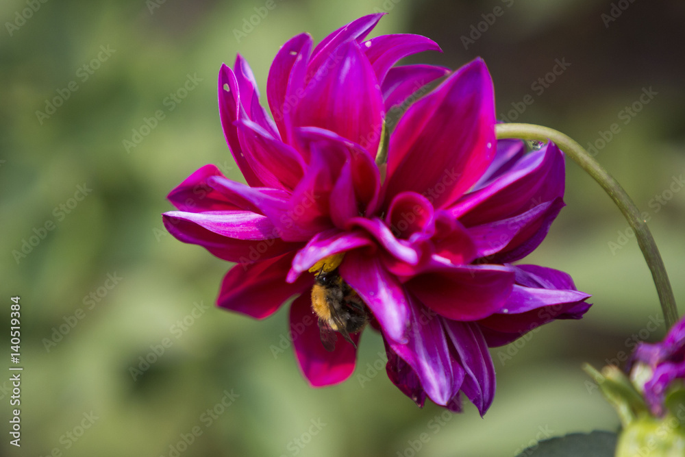 bee and flower bee and flower