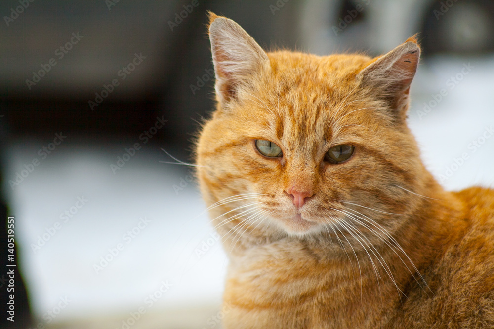 Red-headed cat is beautiful and smart