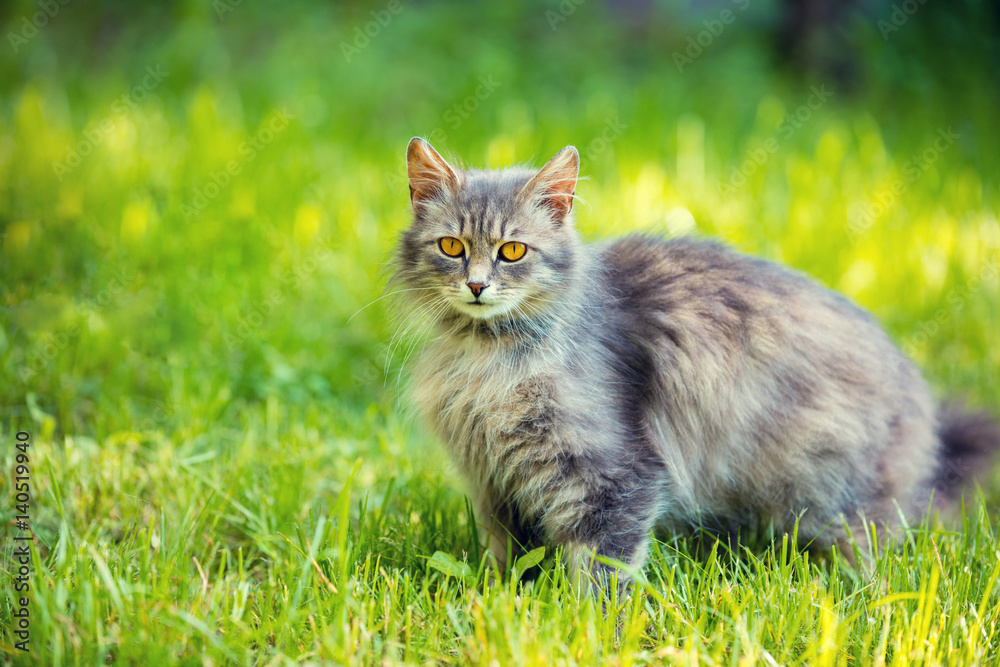 Siberian cat relaxing outdoor on the grass