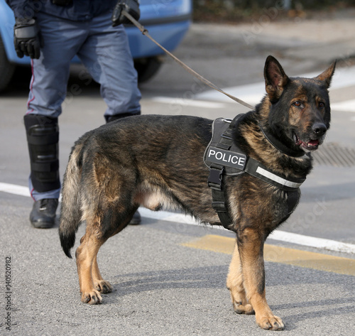 German shepherd police dog while patrolling the city streets