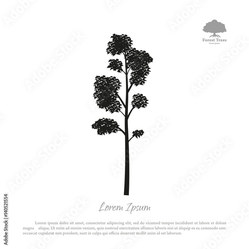 Black silhouette of a tree on a white background. Forest trees