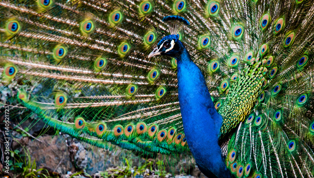 Obraz premium peacock spreading its colored feathers in the park of arenzano genoa
