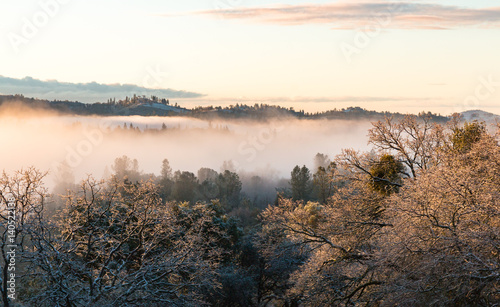 Fog Rolling Through the Forest