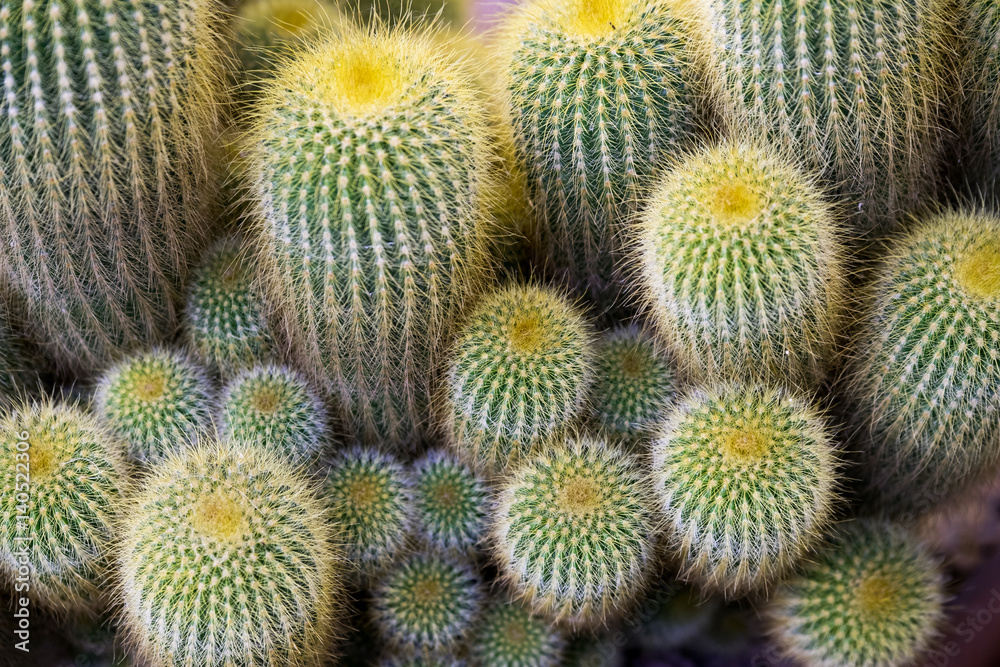 Cactus details macro close up background Cactus details macro close up background