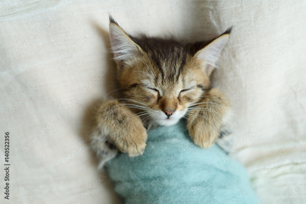 Sleeping kitten wrapped in a blanket