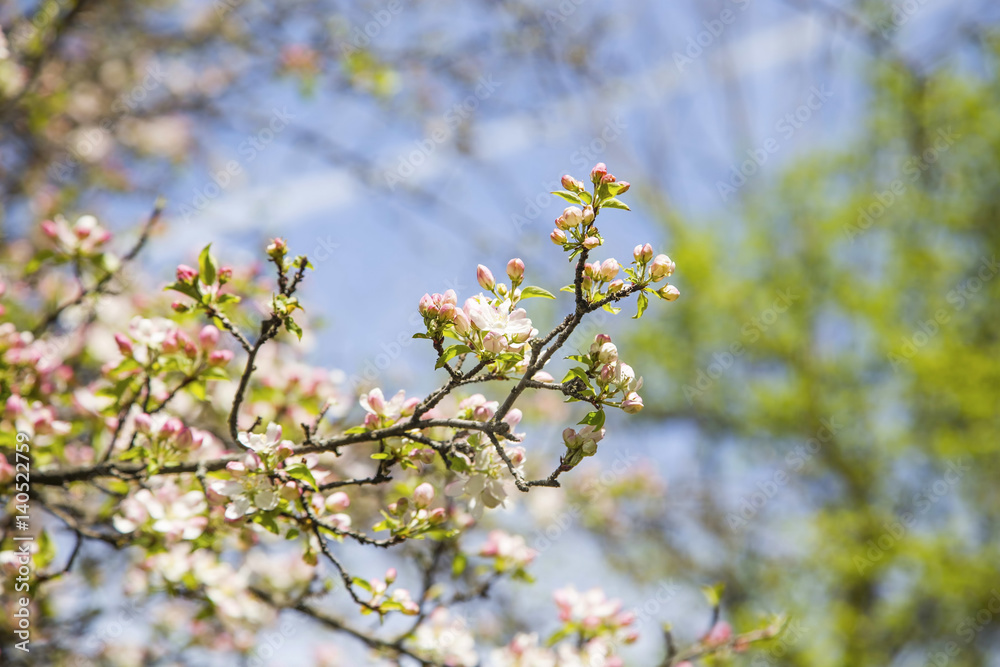 Spring blossom Spring blossom