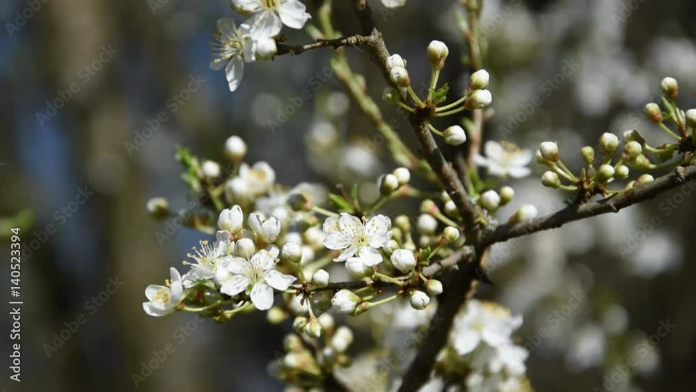 Cherry blossoms. Wild cherry in spring. Cherry blossoms. Wild cherry in spring.