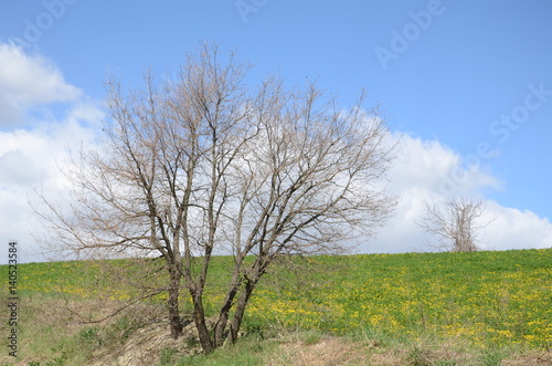 isolated big tree in the field