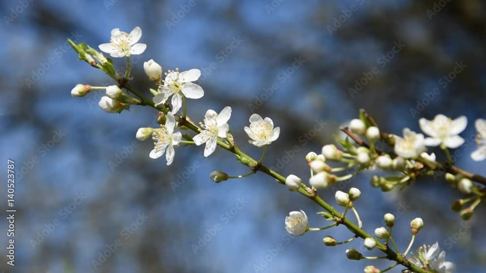Cherry blossoms. Wild cherry in spring. Cherry blossoms. Wild cherry in spring.