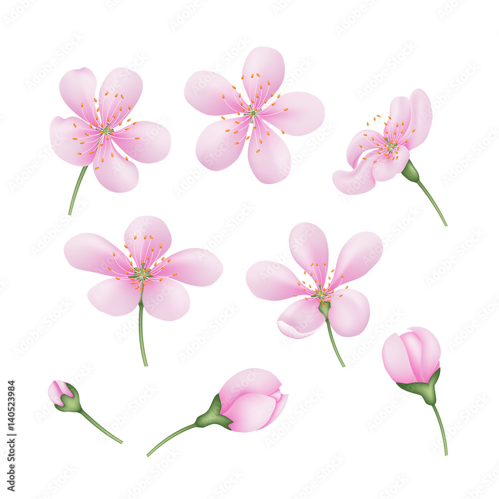 Obraz Zestaw realistycznych kwiatów Sakura. Różowi czereśniowi pączki na odosobnionym tle.