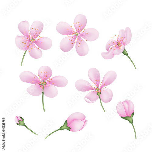 Set of realistic Sakura flowers. Pink cherry buds on isolated background.
