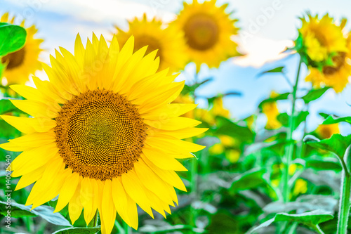 Bright blooming sunflower on a field background . Agricultural background with limited depth of field