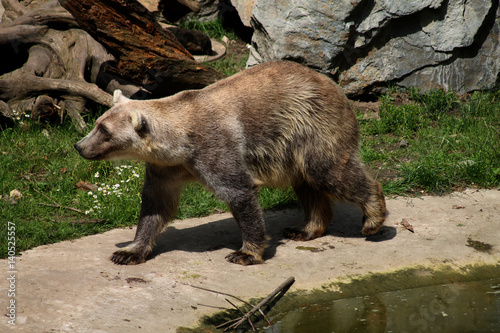 Ein Hybridbär in einem Zoo photo