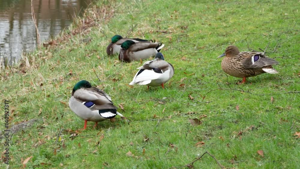 Couple of Mallard ducks sleeping on the grass Couple of Mallard ducks sleeping on the grass