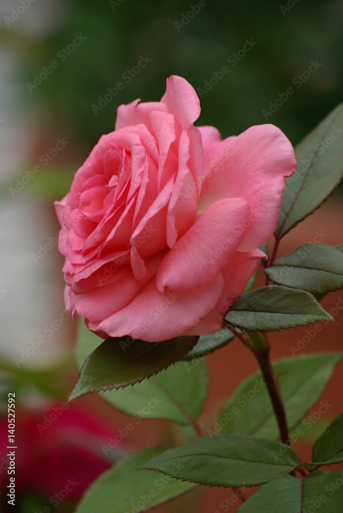 Rose épanouie au jardin au printemps Rose épanouie au jardin au printemps