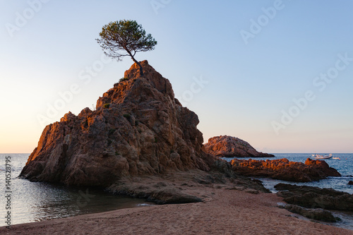 Lonely pine on a rock at dawn in Tossa del mar photo
