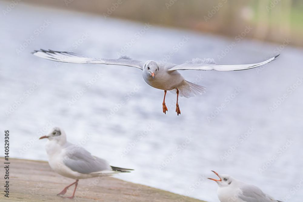 Obraz premium Möwen im Flug
