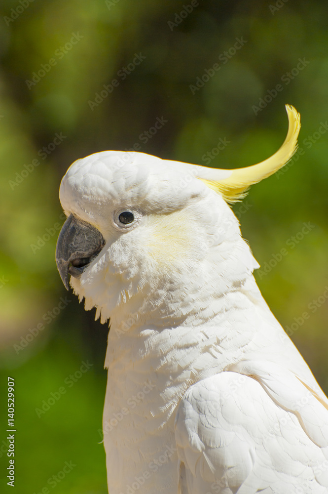 Cockatoo