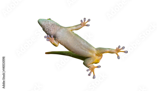 Close up on lizard gecko on white background