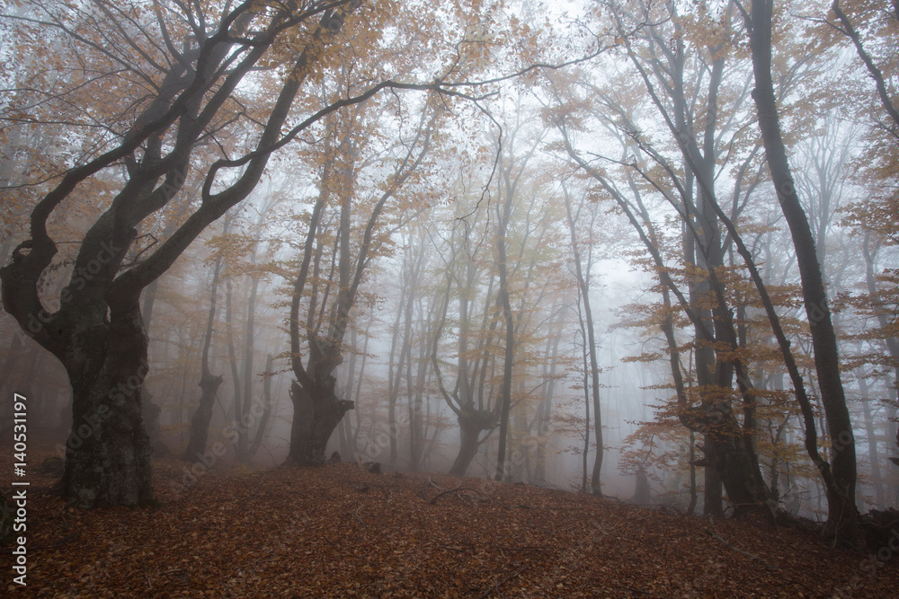 Crimea forest